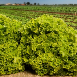 Kerti saláta - Lollo Bionda - 1200 magok - Lactuca Sativa L. var. capitata