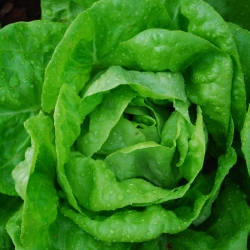 Salat Hoved - Justyna - 950 frø - Lactuca sativa L. var. Capitata