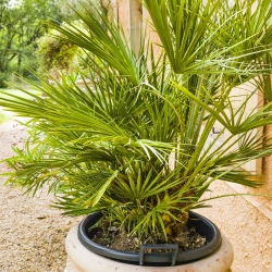 Palm змішані насіння - 5 насіння - Phoenix