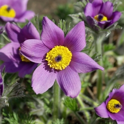 Pasque Çiçek tohumları - Anemon pulsatilla - 190 tohum - Anemone pulsatilla