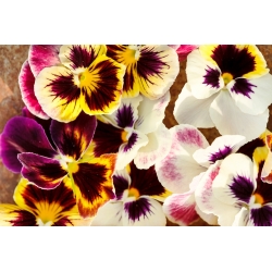 Pansy Imperial Antique Shades, Liebesduett seeds - Viola x wittrockiana - 320 seeds