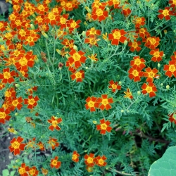 Marigold Red Gem seeds - Tagetes tenuifolia - 390 semien - semená