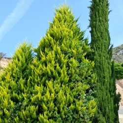 „Lawson Cypress“ sėklos - „Chamaecyparis lawsoniana“ - 100 sėklų