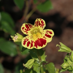 Квітка (змішана) насіння тигрової мавпи - Mimulus tigrinus - 2500 насіння