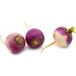 Turnip "De Nancy" - pink-white - 2500 seeds