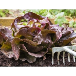 Red Green Butterhead Lettuce seeds - Lactuca sativa - 900 seeds