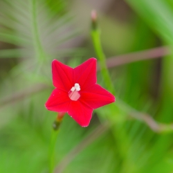 Ipomoea quamoclit - 20 семена - красный