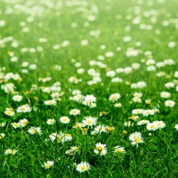 共同的雏菊，草坪雏菊种子 -  Bellis perennis  -  1200种子 - 種子