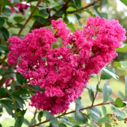 Indisk lagerstroemia - 40 frø - Lagerstroemia indica
