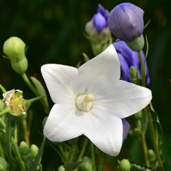 Bunga belon Fuji Biji putih - Platycodon grandiflorus - 110 biji - benih