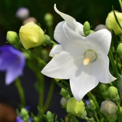 Flor de globo Fuji White semillas - Platycodon grandiflorus - 110 semillas