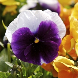 Pensamientos - Lord Beaconsfield - púrpura y blanco - 250 semillas - Viola x wittrockiana
