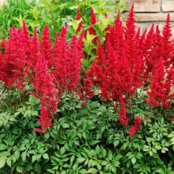Astilbe Showstarミックスの種 -  Astilbe x arendsii  -  50の種 - シーズ