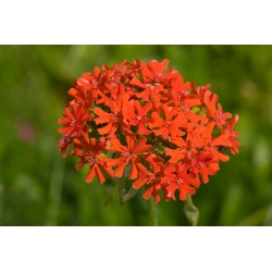 Scarlet Lychnis, Maltese Cross seeds - Lychnis chalcedonica - 1150 seeds