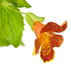 Semi di Tiger Monkey Flower (misti) - Mimulus tigrinus - 2500 semi