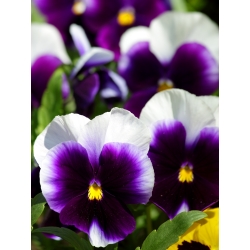 Pansy Lord Beaconsfield seeds -  Viola x wittrockiana - 250 seeds