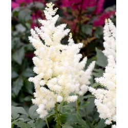 Astilbe Showstar Mix seemned - Astilbe x arendsii - 50 seemnet