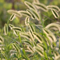 Büyük başak kıl tohumları - Setaria macrostachya