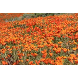 Kalifornia Poppy, Golden Poppy - Eschscholzia californica - 600 semien - semená