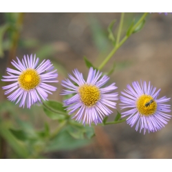 Sementes Misturadas Daisy Fleabane - Erigeron speciosus - 220 sementes