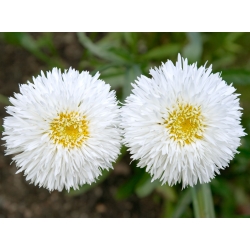 Crazy Daisy, Snowdrift seeds - สูงสุดเบญจมาศ fl. pl - 160 เมล็ด - Chrysanthemum maximum fl. pl. Crazy Daisy