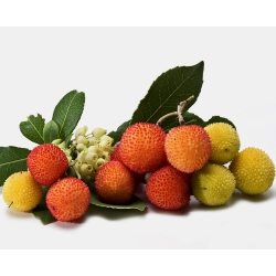 स्ट्रॉबेरी ट्री सीड्स - अरबुटस यूनेडो - 