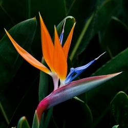 Семена от цветя на райските птици - Strelitzia reginae - 10 семена