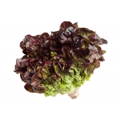 Насіння червоного зеленого масляного салату - Lactuca sativa - 900 насіння - Lactuca sativa L. var. Capitata