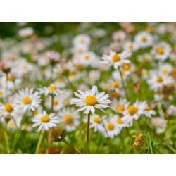 Common Daisy, Lawn Semințe de Daisy - Bellis perennis - 1200 de semințe