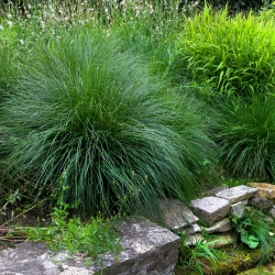 Ornamental Annual Grasses blande frø - 400 frø - 