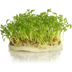 Cress Sprouts - 2250 de semințe - Lepidium sativum