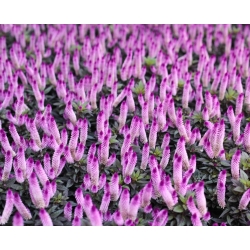 Celosia Spicata - 360 sementes - Celosia spicata