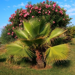 Medvilnės Palm, Desert Fan Palm sėklos - Washingtonia filifera - 5 sėklos