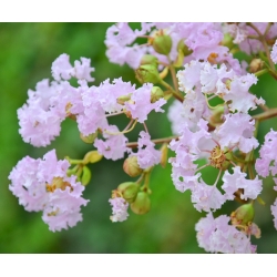 Indisk lagerstroemia - 40 frø - Lagerstroemia indica
