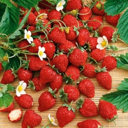 Alpine Strawberry Baron Solemacher seeds - Fragaria vesca - 256 biji - benih