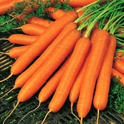 Carrot Amsterdam 2 seeds - Daucus carota - 4250 seeds
