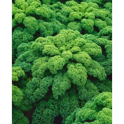 羽衣甘蓝“Halbhoher gr  -  300种子 - Brassica oleracea L. var. sabellica L. - 種子