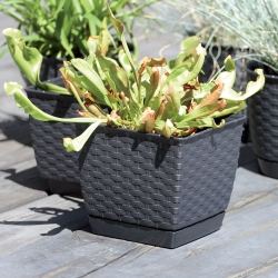 Square flower pot with saucer - Ratolla - 18 cm - Anthracite