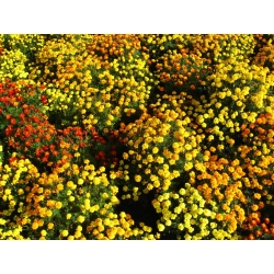 French marigold - výber odrôd - 350 semien - Tagetes patula L. - semená