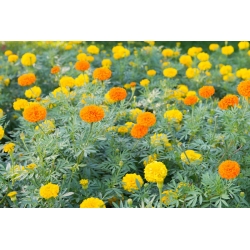 Mexican marigold - variety selection - 150 seeds