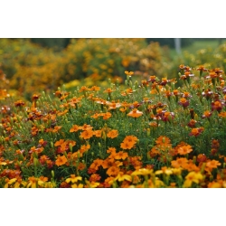 Signet marigold - seed mix - 600 seeds
