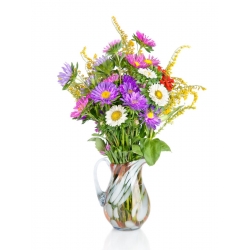 Asters - μίγμα ποικιλιών για κομμένα άνθη - 500 σπόρους - Callistephus chinensis - σπόροι