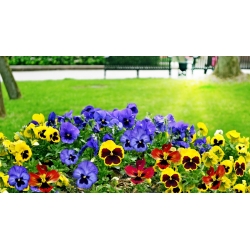 حديقة مزهرة كبيرة بانسي - مزيج متنوعة - 600 بذور - Viola x wittrockiana  - ابذرة