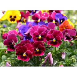 Taman bunga yang besar - campuran pelbagai - 600 biji - Viola x wittrockiana  - benih