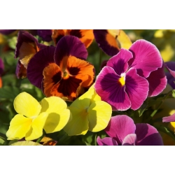 Large flowered  garden pansy - variety mix - 600 seeds