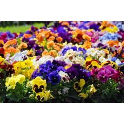 Veľká kvetovaná záhradná maceška - odrodový mix - 600 semien - Viola x wittrockiana  - semená