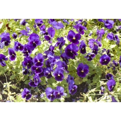 Large-flowered garden pansy - blue with a black spot - 400 seeds