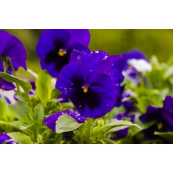 Taman bunga yang besar - biru dengan tempat hitam - 400 biji - Viola x wittrockiana  - benih