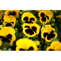 بانسي حديقة كبيرة مزهرة - الأصفر مع نقطة سوداء - 400 البذور - Viola x wittrockiana  - ابذرة