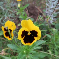 Large flowered  garden pansy - yellow with black dot - 400 seeds